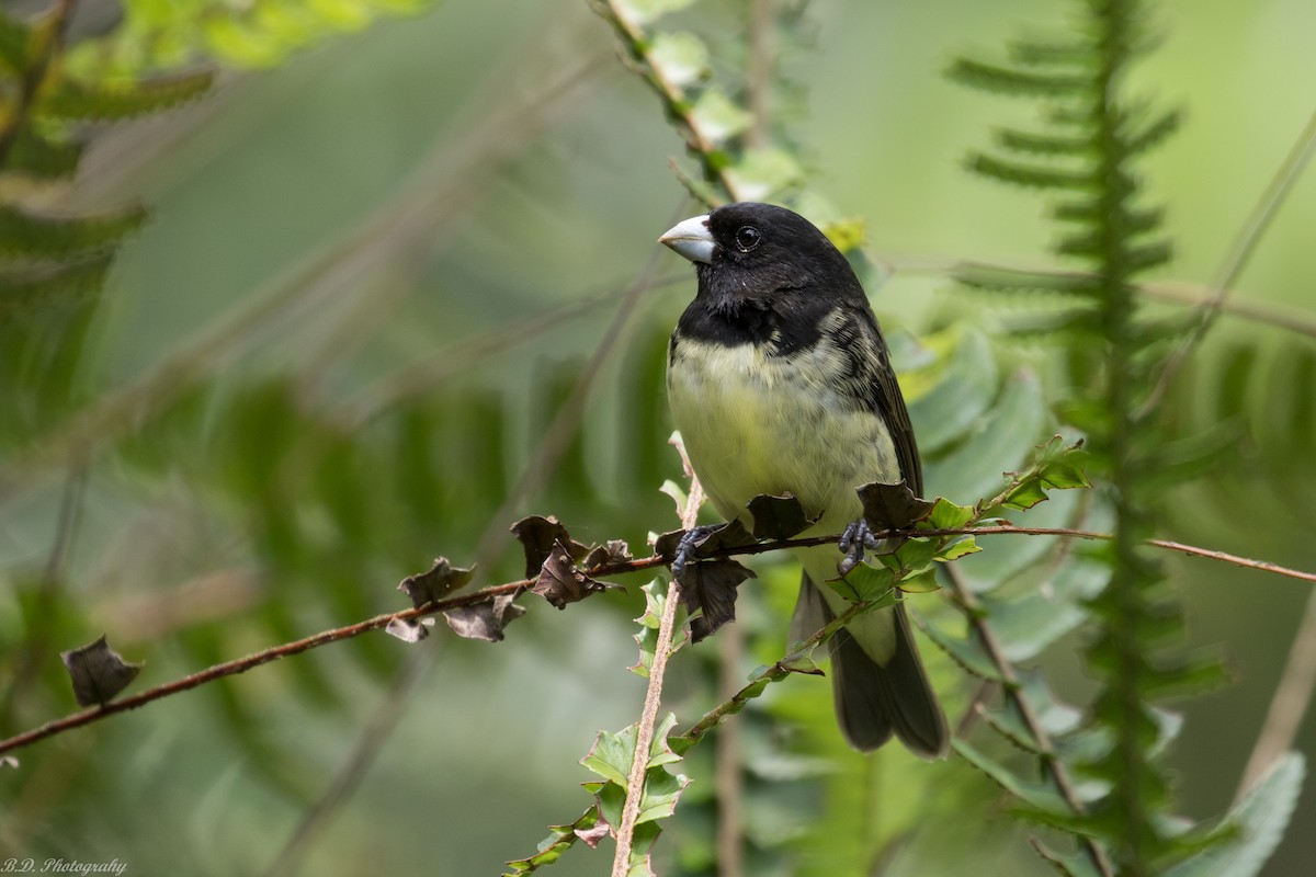 Yellow-bellied Seedeater - ML181327001