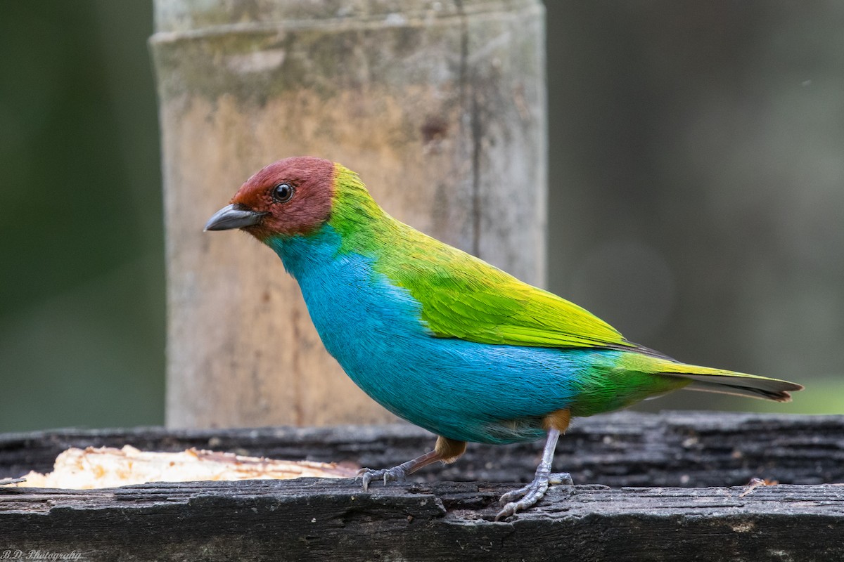 Bay-headed Tanager - ML181327021