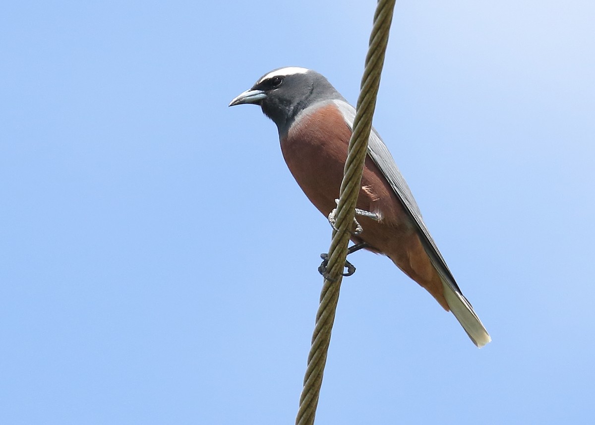 White-browed Woodswallow - ML181327131