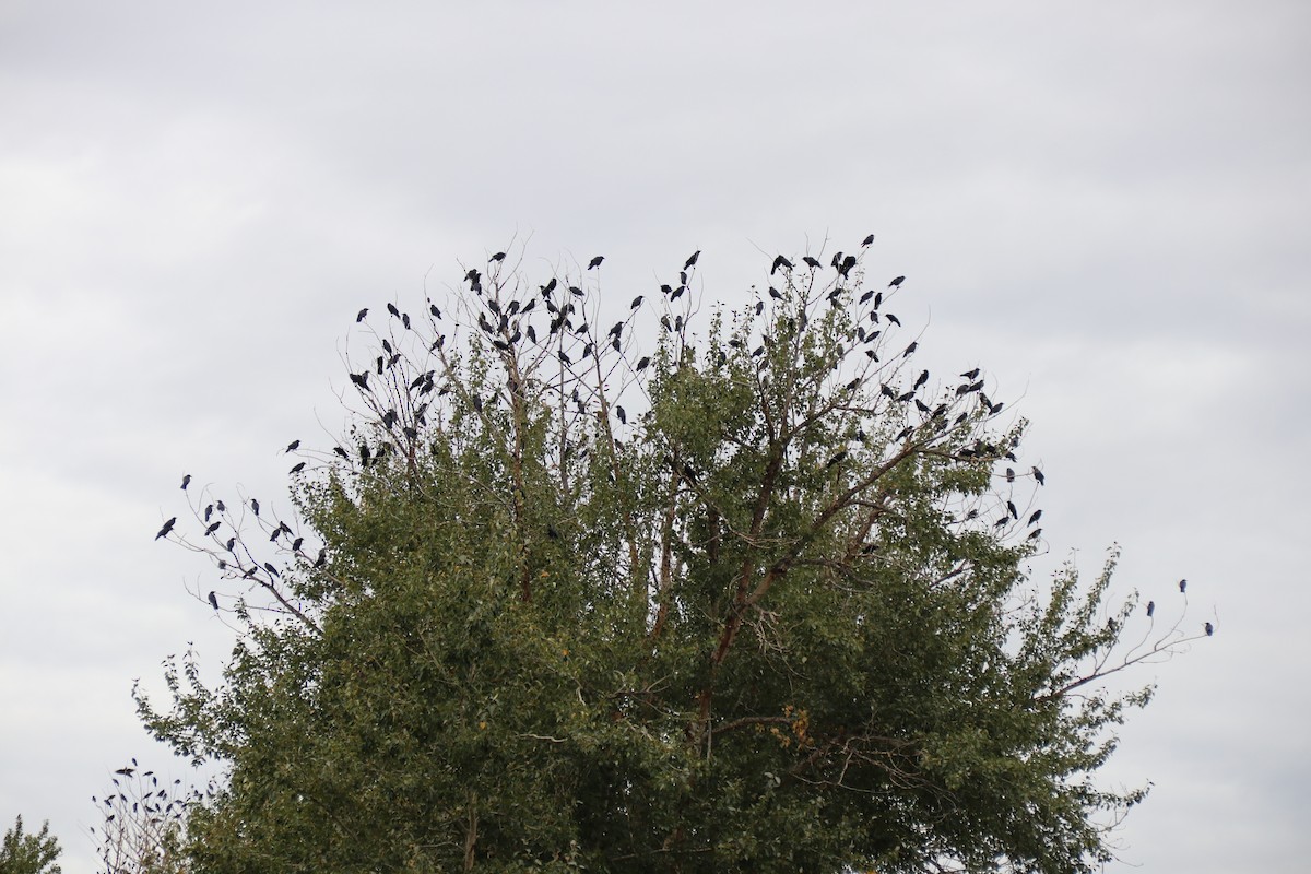 Brewer's Blackbird - ML181327321