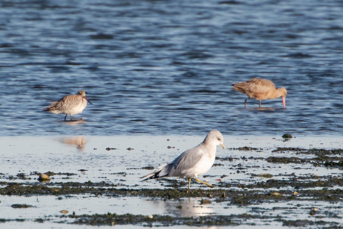 Bar-tailed Godwit - ML181327651