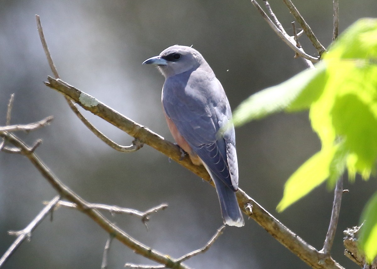 White-browed Woodswallow - ML181329011