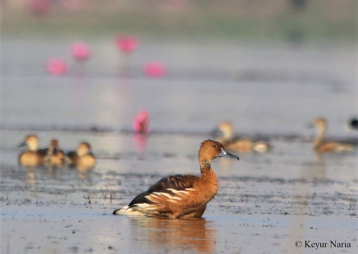 Fulvous Whistling-Duck - Hiren Patel