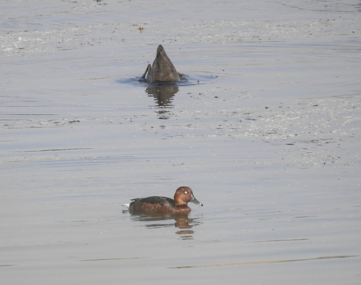 Ferruginous Duck - ML181329671