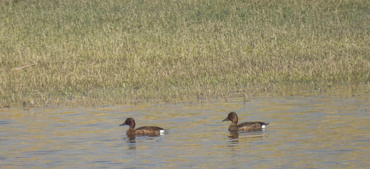 Ferruginous Duck - ML181329771