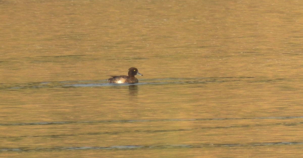 Tufted Duck - Sahana M