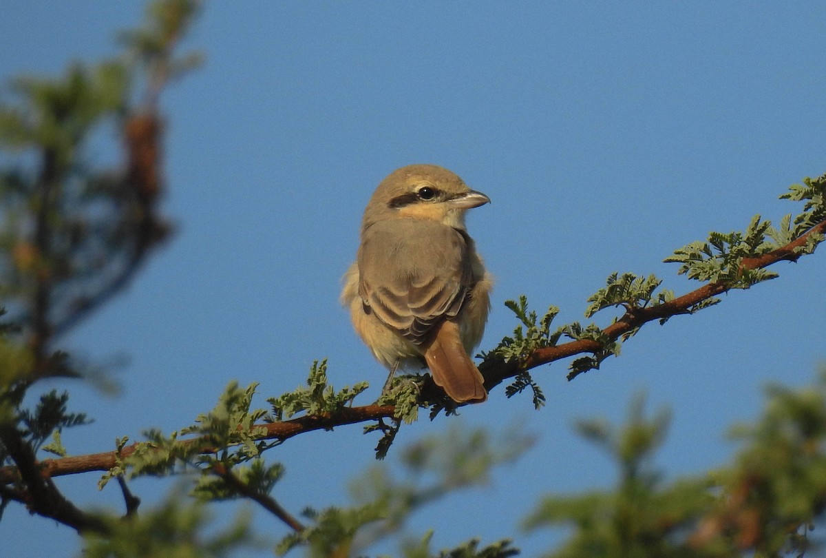 Isabelline Shrike - ML181330011