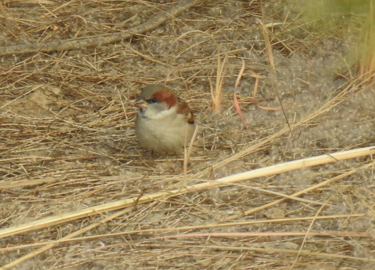 Moineau du Sind - ML181330031