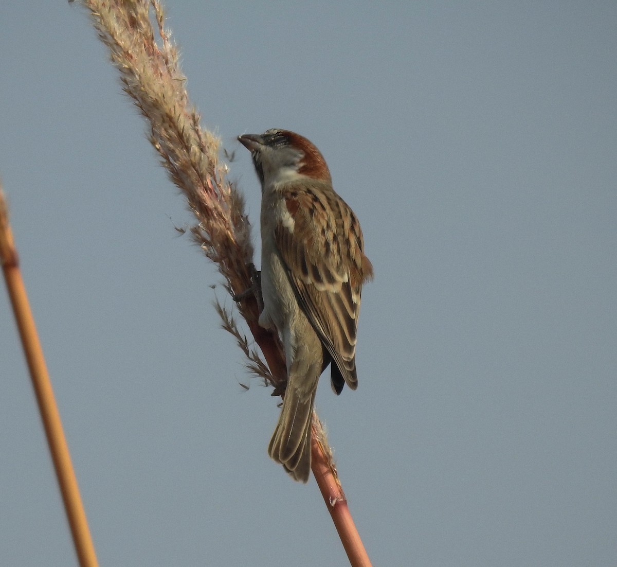 Moineau du Sind - ML181330061