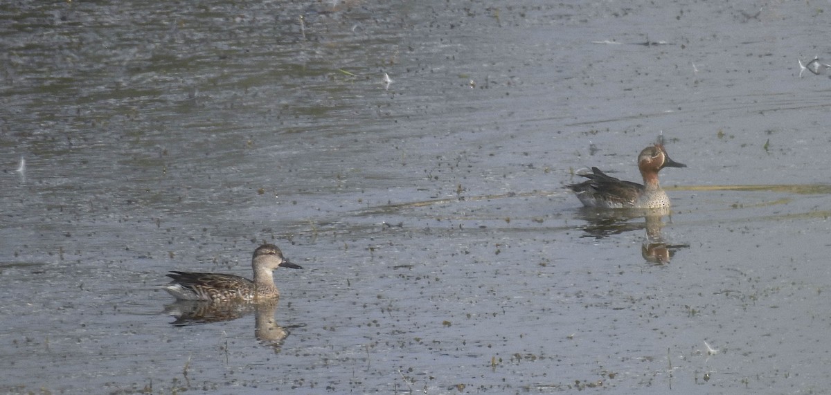 Green-winged Teal - ML181330171