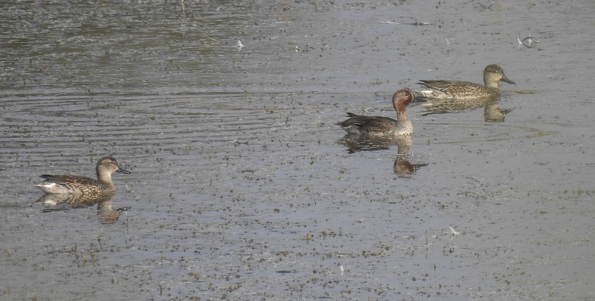 Green-winged Teal - Sahana M