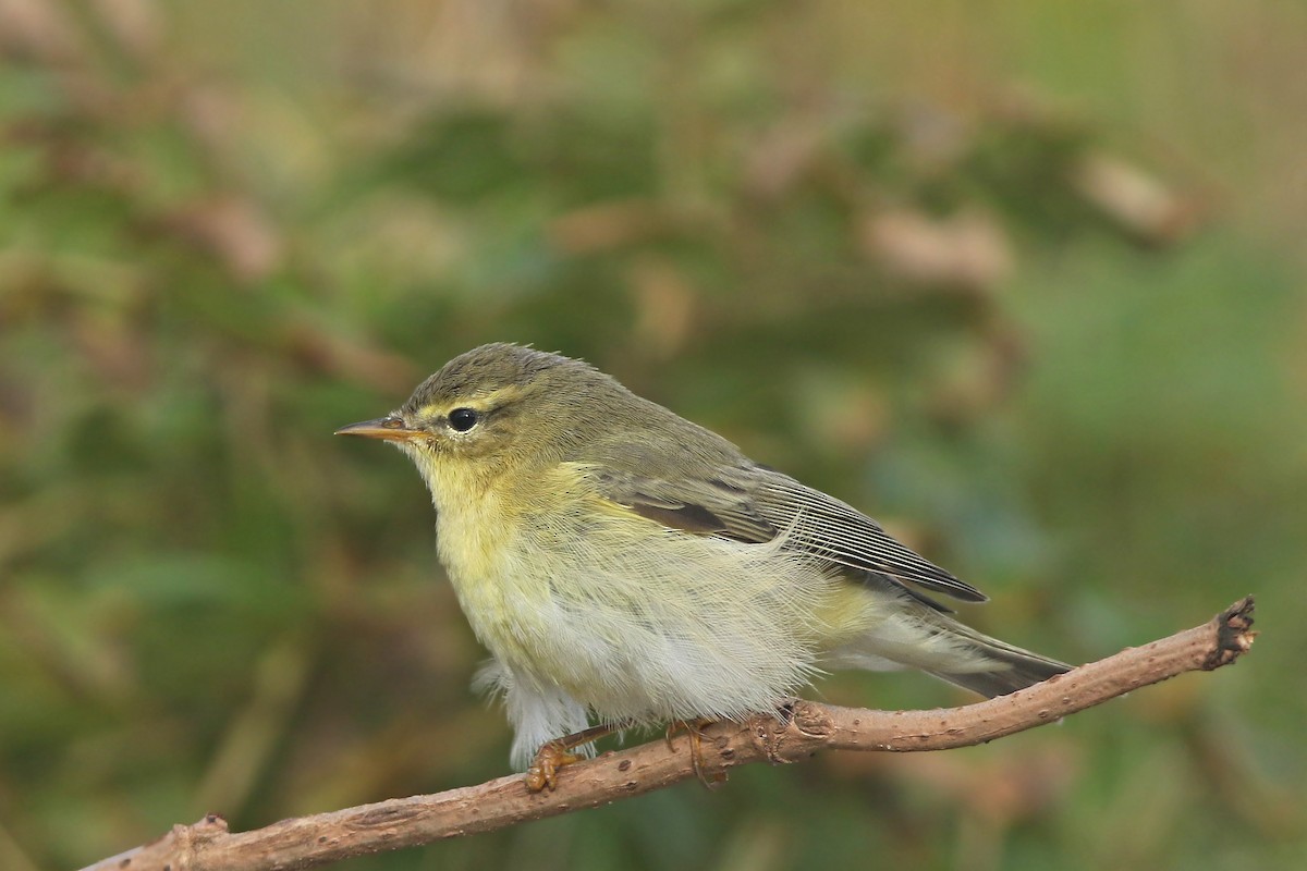 Willow Warbler - Volker Hesse