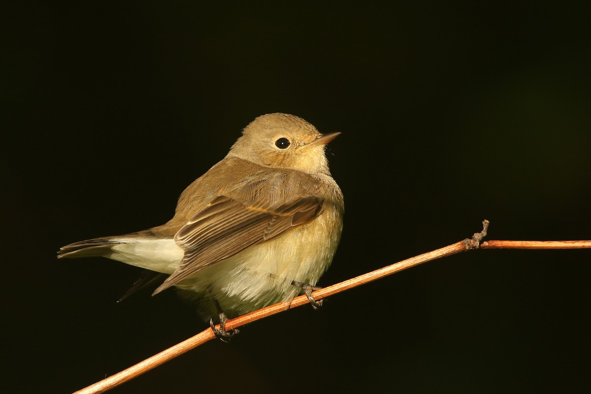 Red-breasted Flycatcher - Volker Hesse