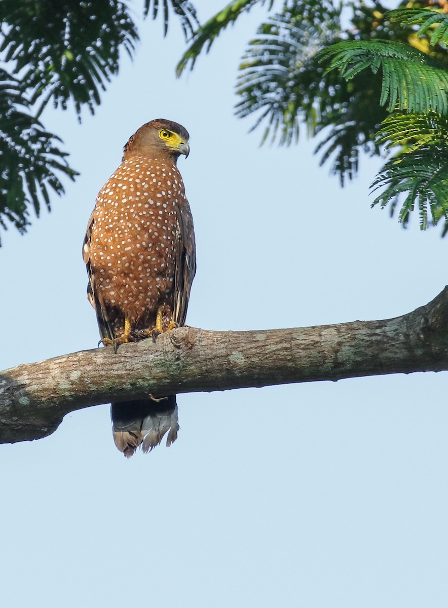 Philippine Serpent-Eagle - ML181331651