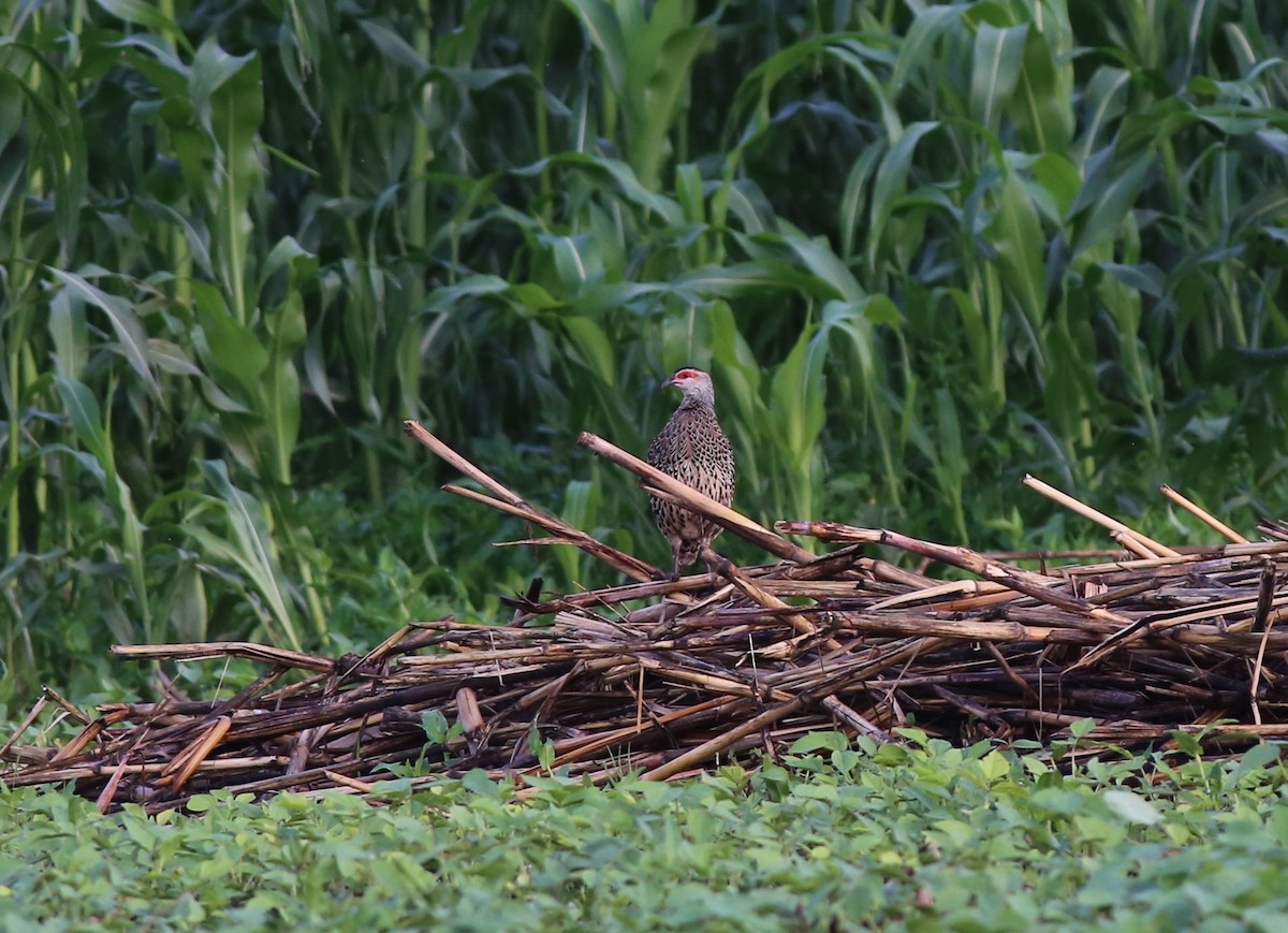 Clapperton's Spurfowl - ML181332061