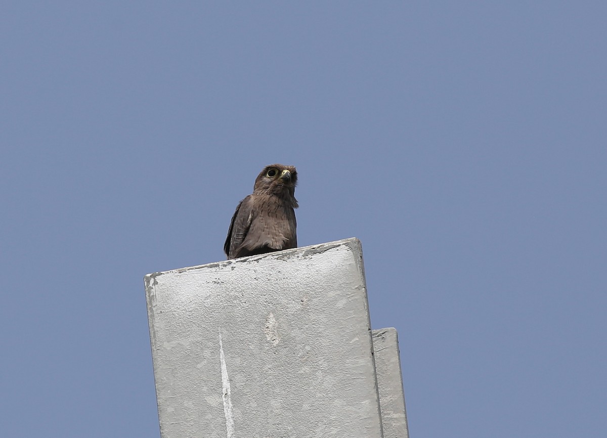 Gray Kestrel - ML181332231