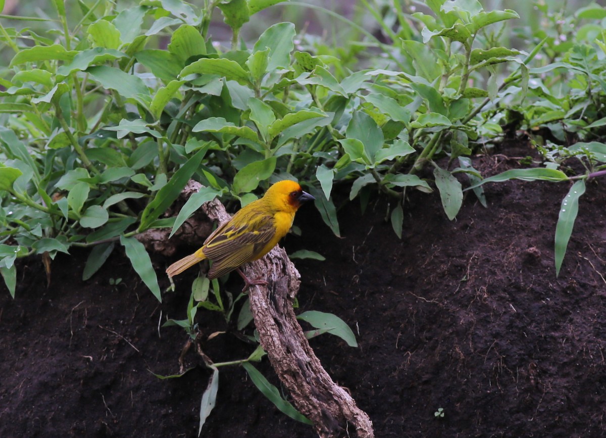 Rüppell's Weaver - ML181332311