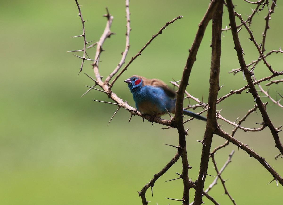 Red-cheeked Cordonbleu - Fikret Ataşalan