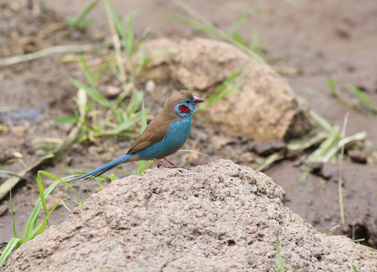 Red-cheeked Cordonbleu - Fikret Ataşalan