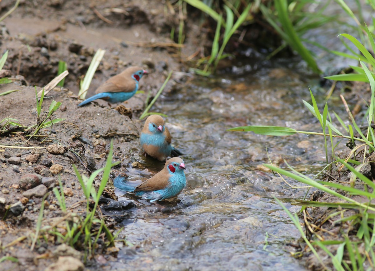 Red-cheeked Cordonbleu - Fikret Ataşalan