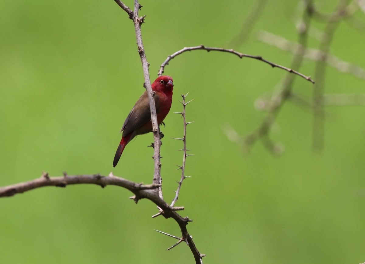 Red-billed Firefinch - ML181332511