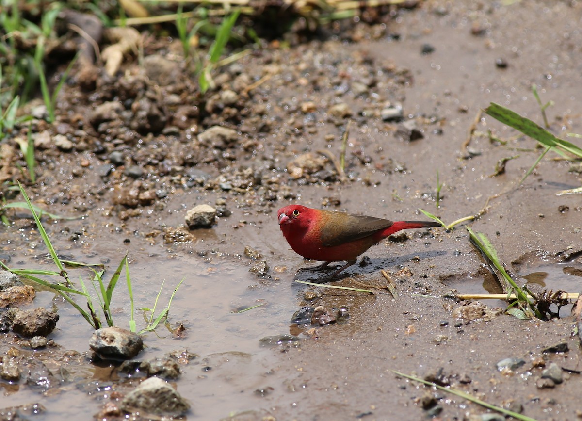 Red-billed Firefinch - ML181332521