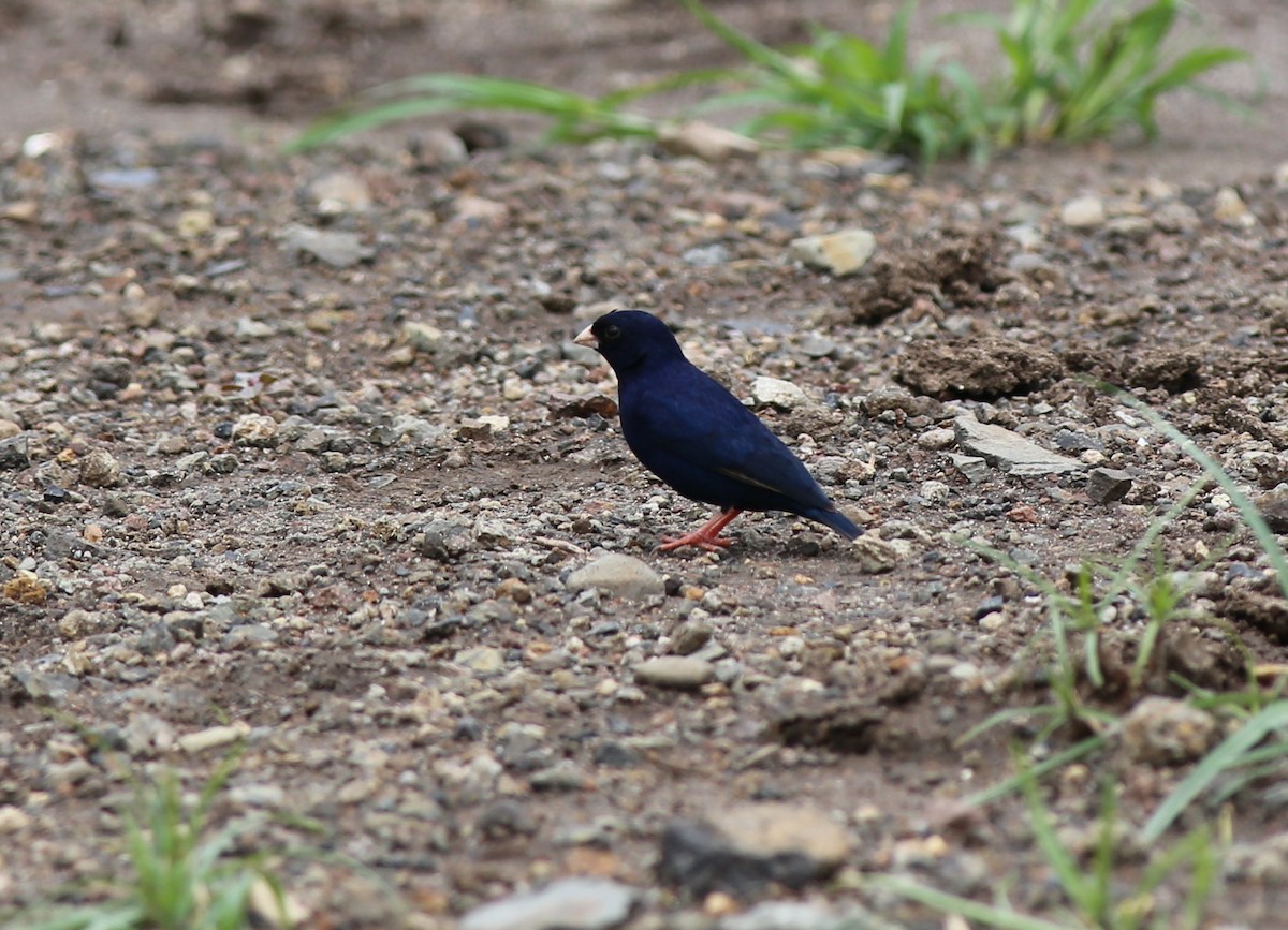 Village Indigobird - ML181332551