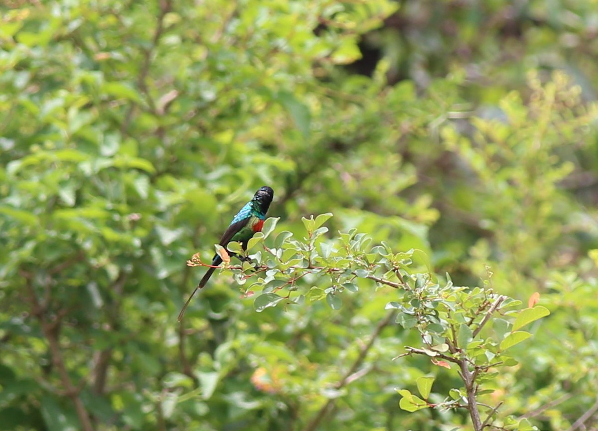 Beautiful Sunbird - Fikret Ataşalan