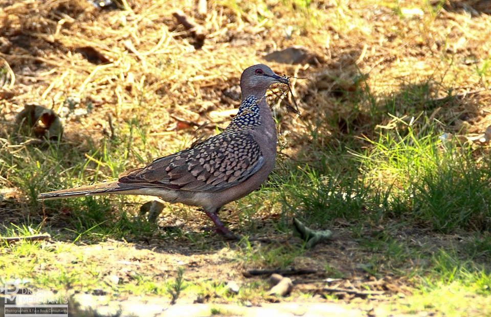 Spotted Dove - ML181332931