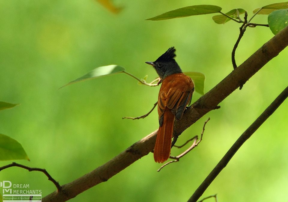 Indian Paradise-Flycatcher - ML181332991