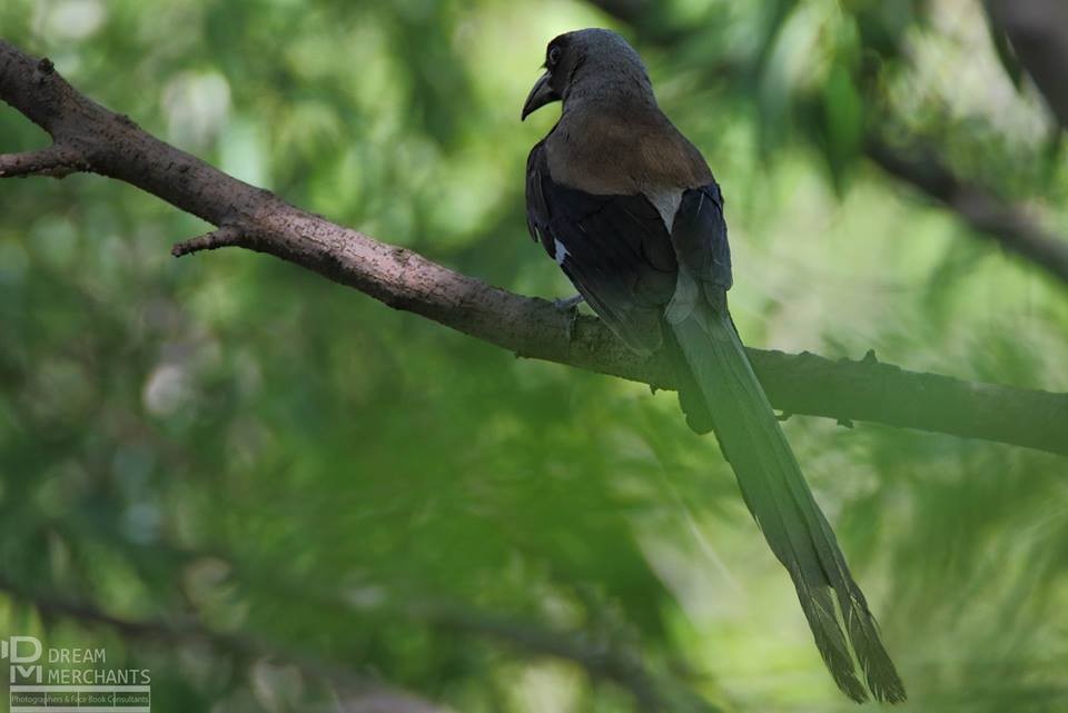 Gray Treepie - ML181333051