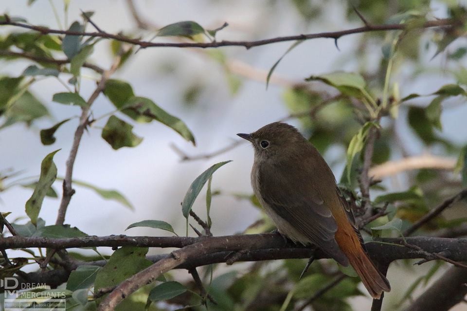 Rusty-tailed Flycatcher - ML181333111