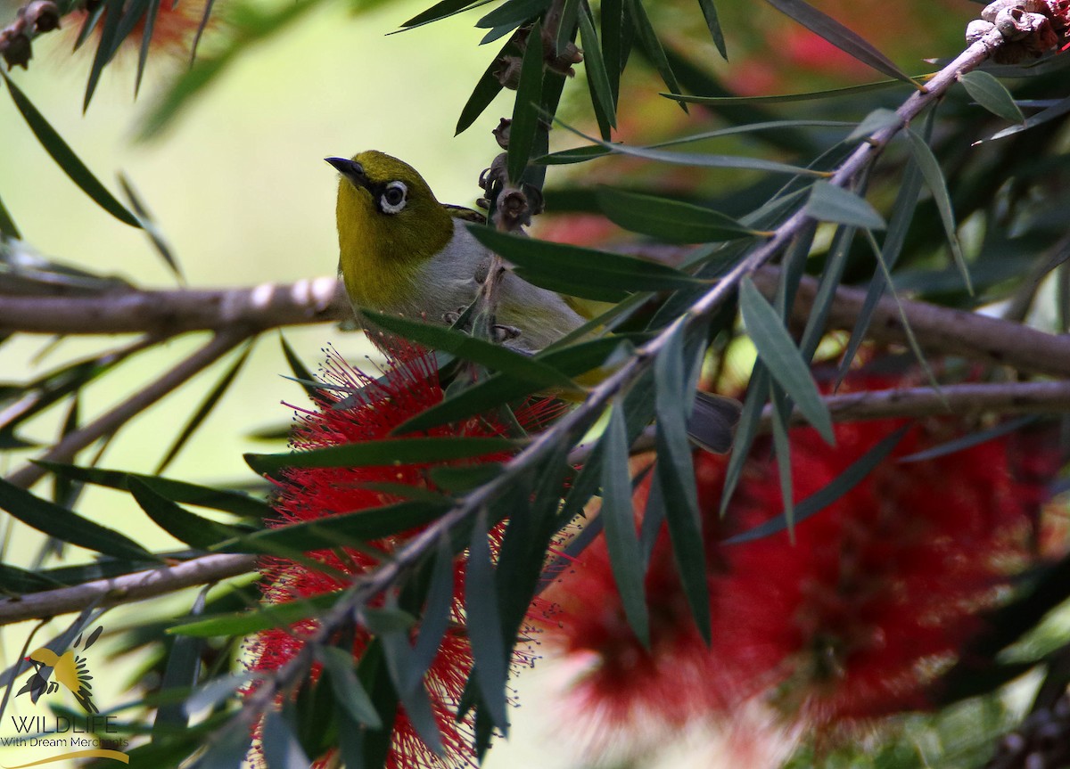 Indian White-eye - ML181333481