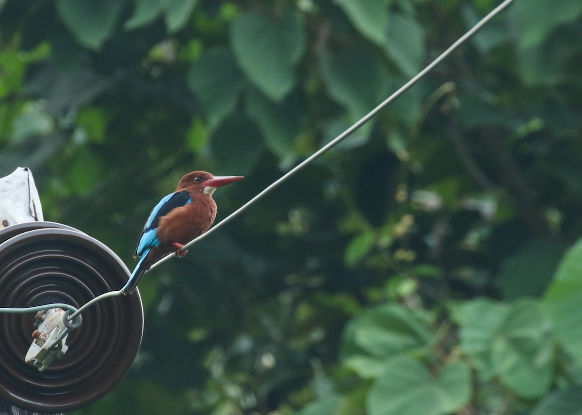 Brown-breasted Kingfisher - ML181333741