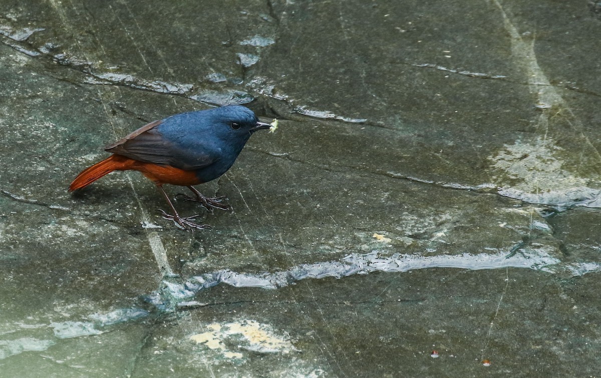 Luzon Redstart - ML181334781