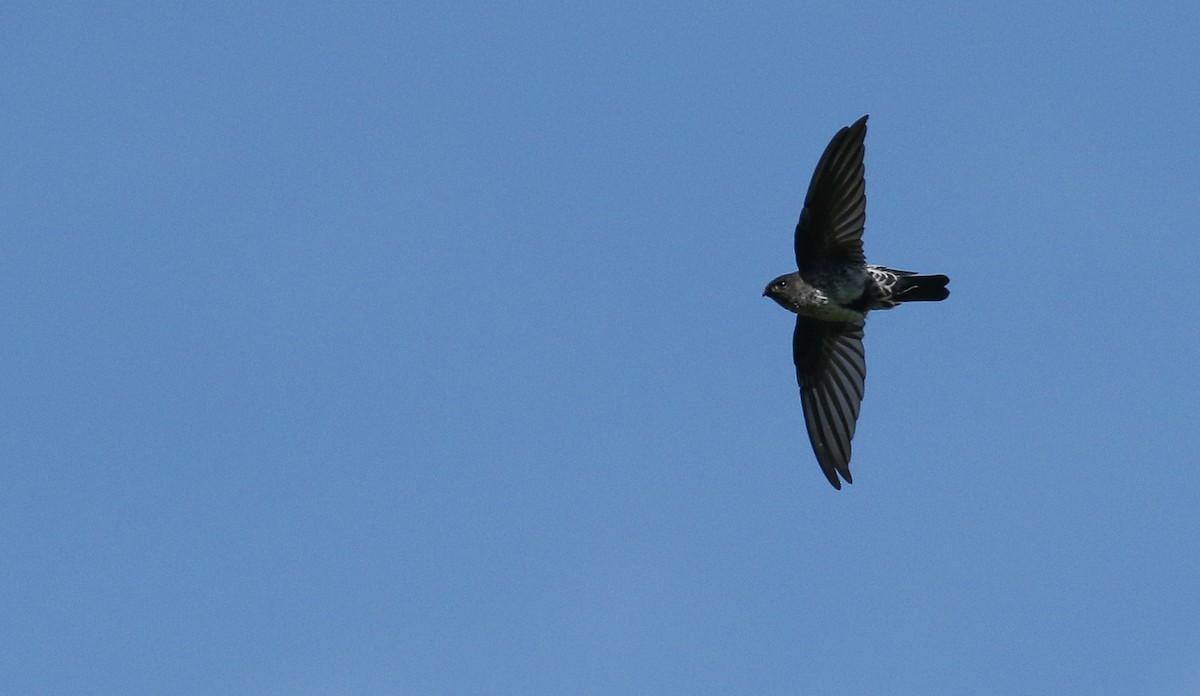 Gray-rumped Swiftlet - ML181335681