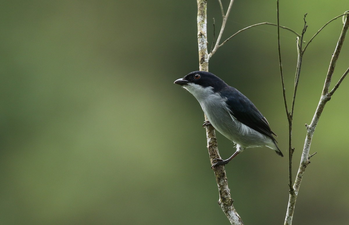Bicolored Flowerpecker - Alex Berryman