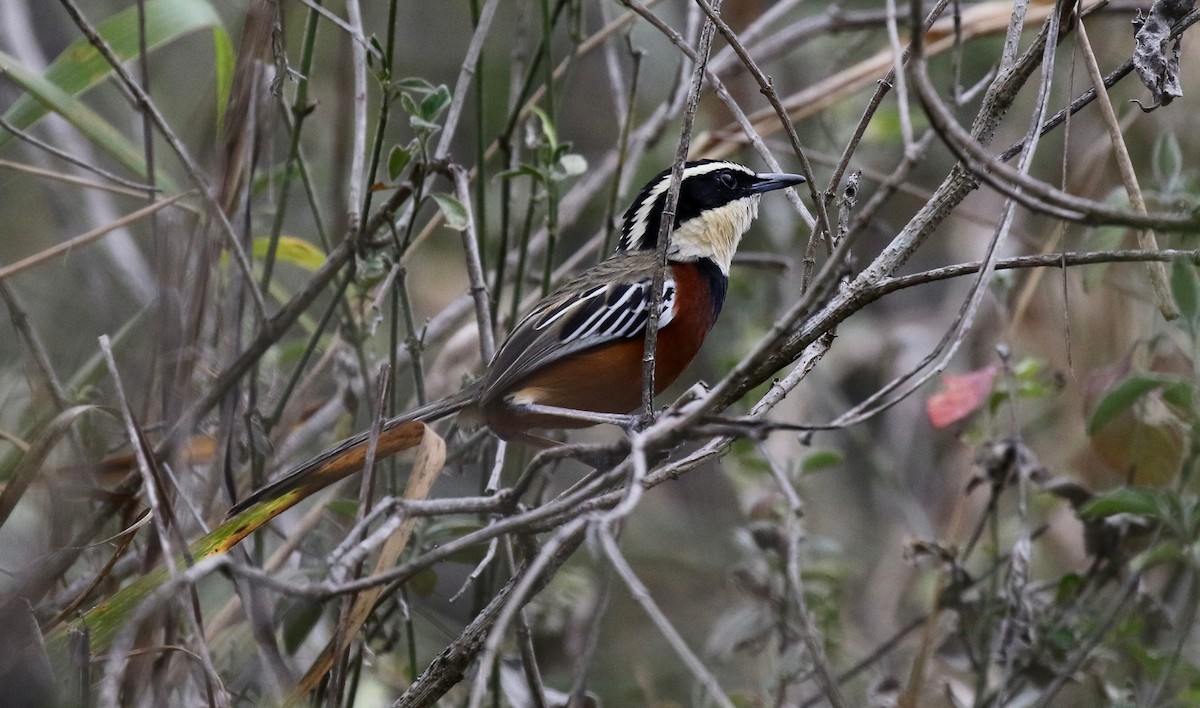 Marañon Crescentchest - John Bruin