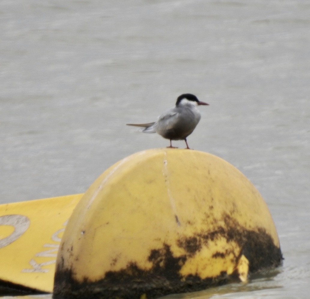 Whiskered Tern - Lissa Ryan