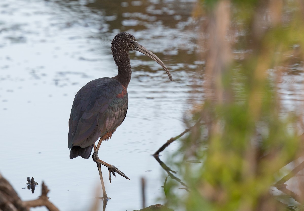 Glossy Ibis - ML181338721