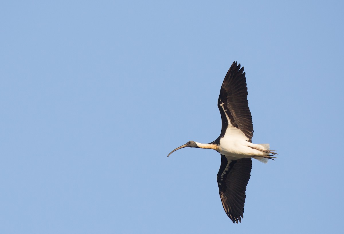 ibis slámokrký - ML181338731