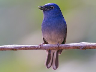 Male - White-tailed Flycatcher