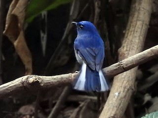 Male - White-tailed Flycatcher