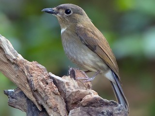 Female - White-tailed Flycatcher