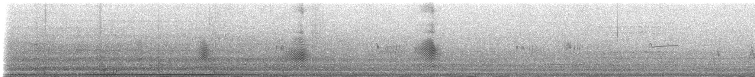 ホオジロオナガガモ（bahamensis／rubrirostris） - ML181341571