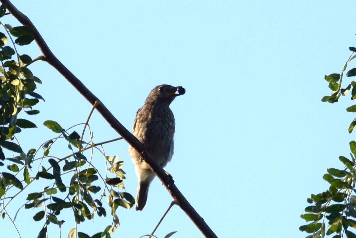 Eastern Bluebird - ML181343211