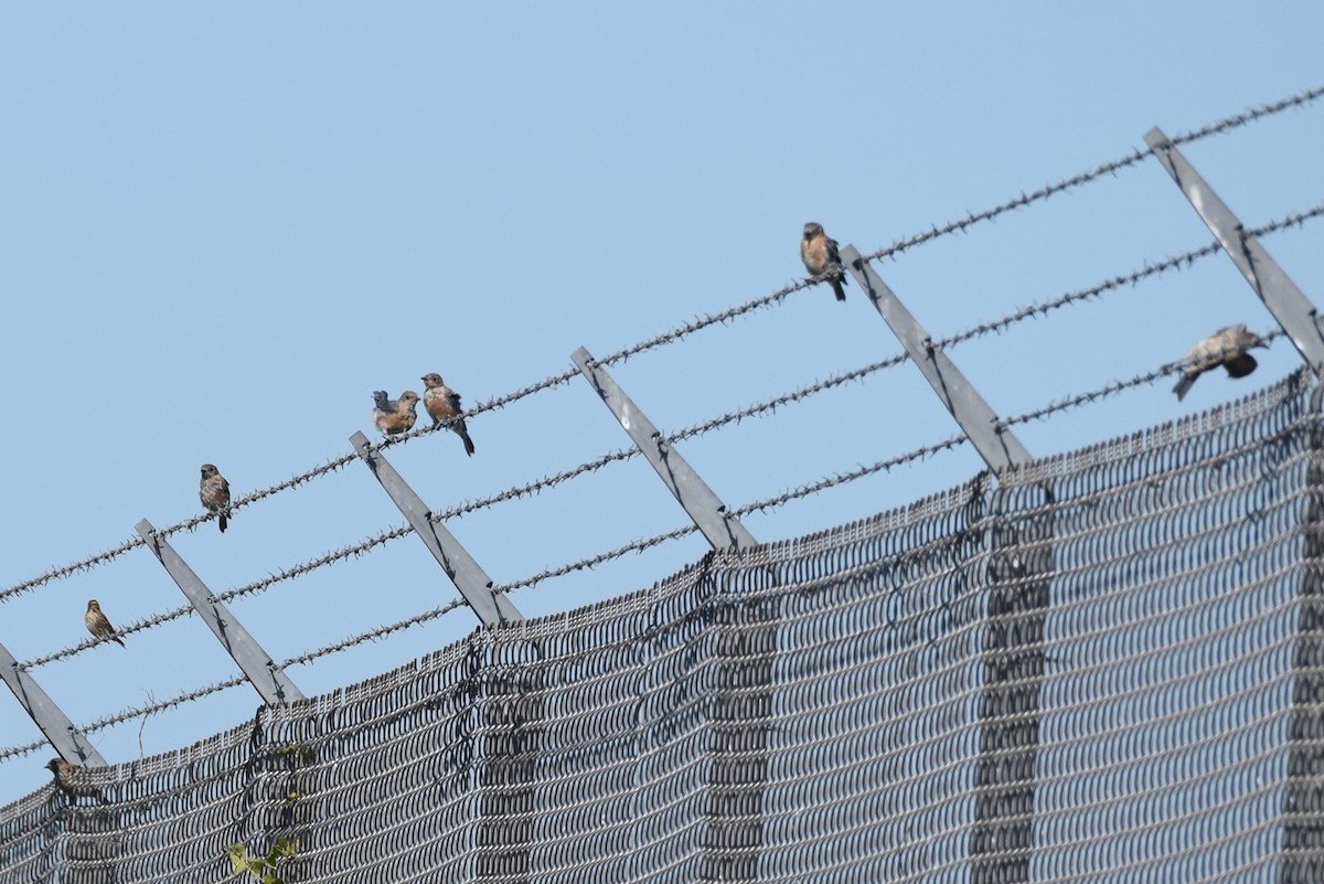 Eastern Bluebird - ML181343221