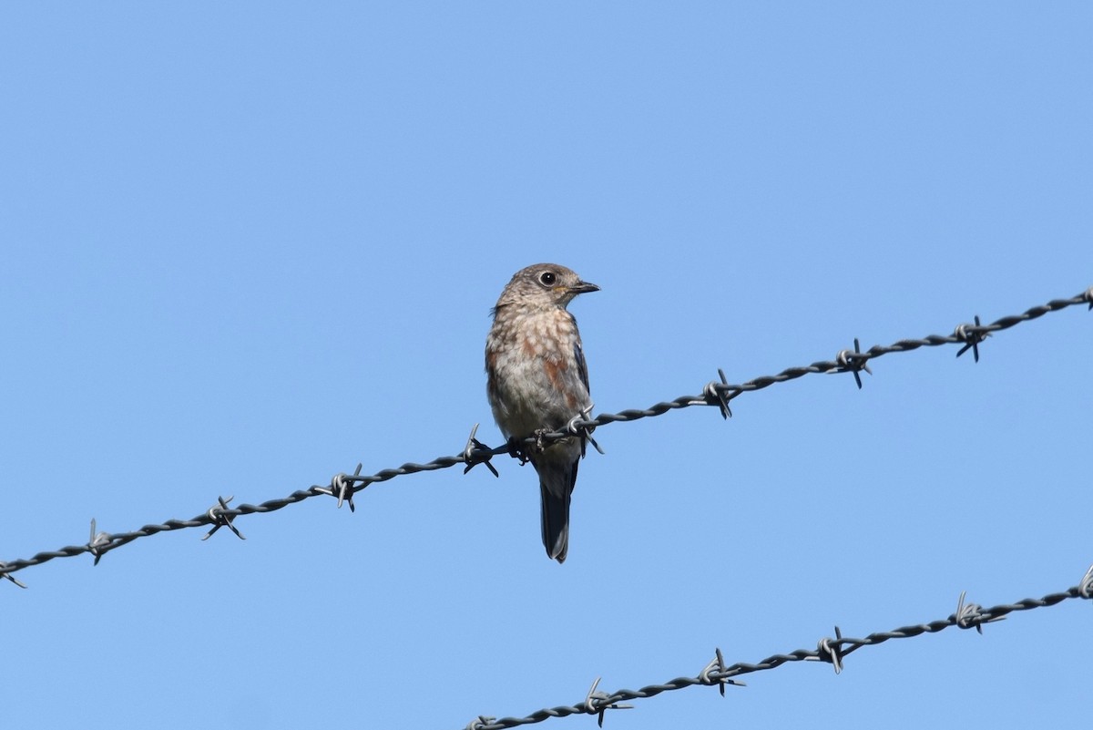 Eastern Bluebird - ML181343231