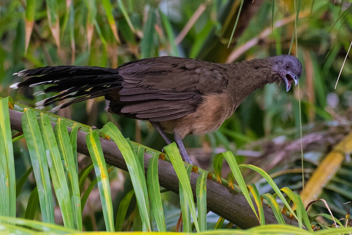 Plain Chachalaca - ML181343611