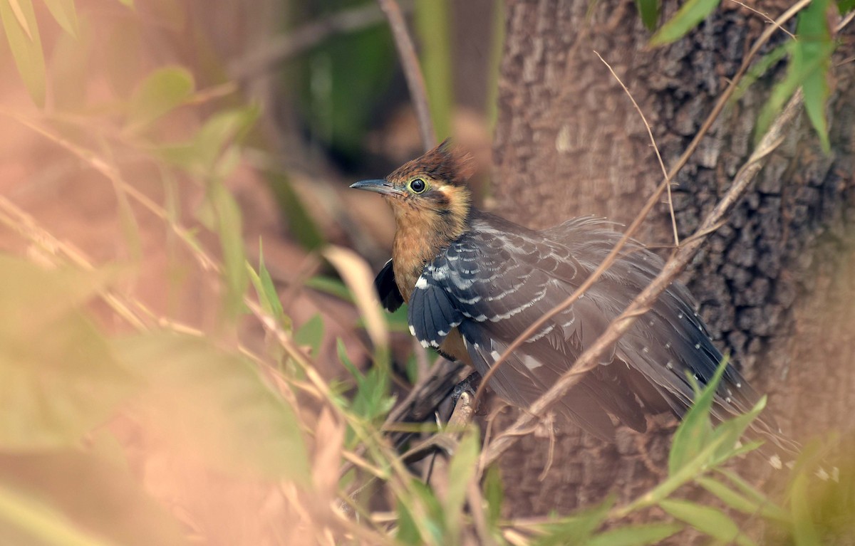 Pavonine Cuckoo - ML181345951